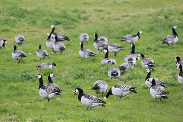 barnacle  geese