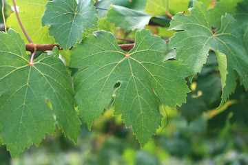 Close-Up of Grape Leaves