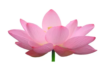 Cercles muraux fleur de lotus 蓮の花