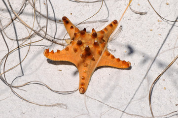 Starfish
