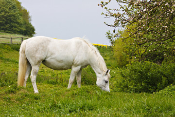 Obraz na płótnie Canvas Ein weißes Pferd