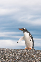 Naklejka premium gentoo penguin