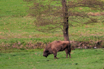 Wisent