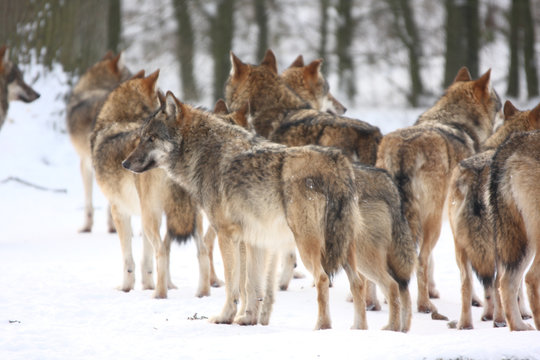canis lupus wolfes