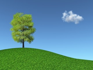 Tree on a grassy hill