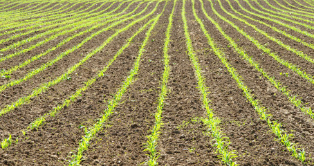 Aufgehende Saat Landwirtschaft