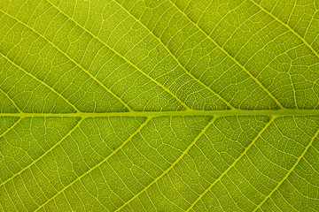 green leaf macro