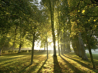 sous bois forêt lumière automne divine tronc arbre feuille lue