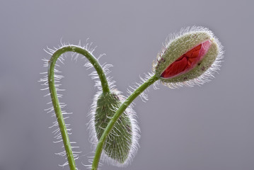 Obraz premium Capullos de amapola floreciendo.