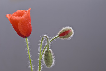 Obraz premium Fases de florecimiento de la amapola.