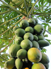 Papaya Tree