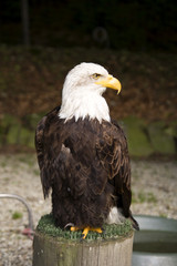 american eagle
