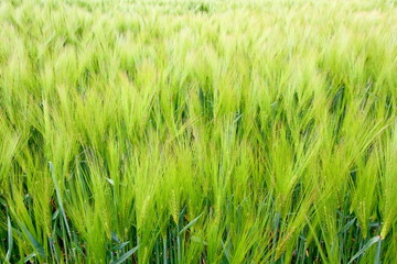 green barley field