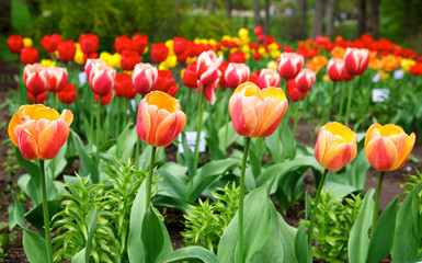 Tulips