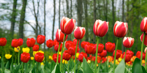Tulips