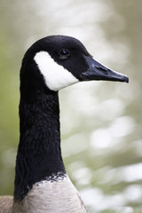 Obraz premium Goose Head Side View