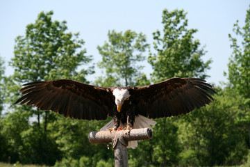 Bald Eagle