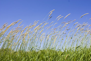 Prairie Grass