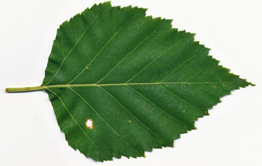 Naklejka premium Paper Birch leaf