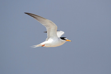 Fototapeta na wymiar Federalny Endangered Least Tern