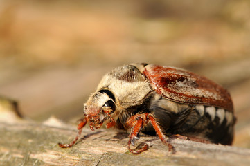 Maikäfer