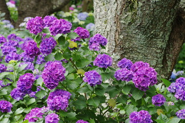 hydrangea