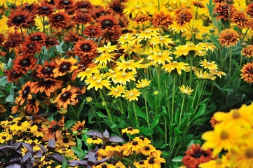fall color, rudbeckia flowers