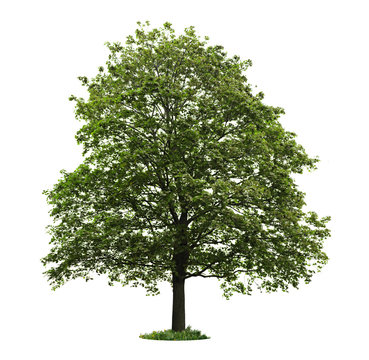 Fototapeta Isolated mature maple tree