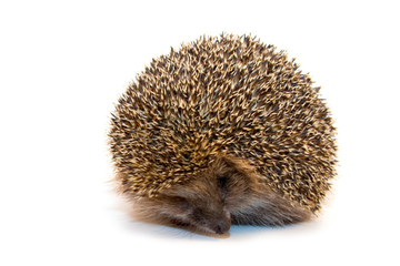 Hedgehog