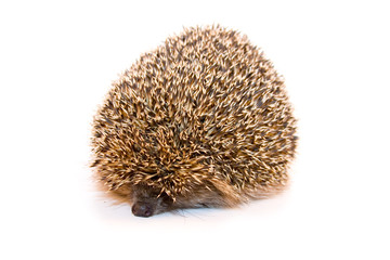 Hedgehog