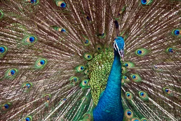 Fotobehang Peacock © Vladislav Troshin