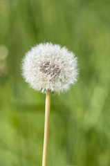 Gewöhnliche Löwenzahn - Taraxacum - Pusteblume