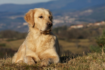 beautiful golden retriever