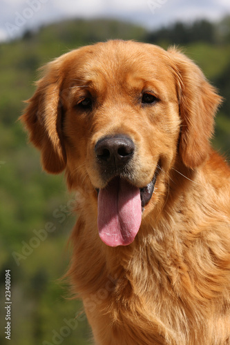 "portrait d'un golden retriever marron très foncé" photo libre de ...