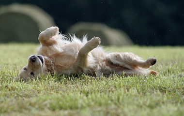 golden retriever se roulant par terre