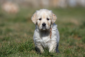 puppy golden retriever