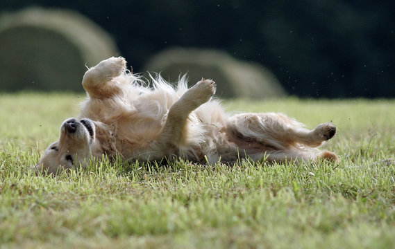 golden retriever se roulant par terre