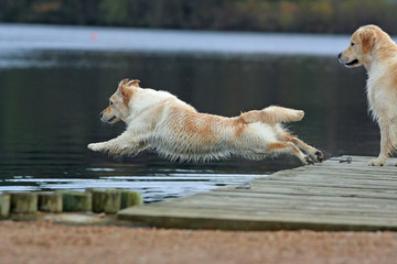 spectaculaire plongeon du golden retriever