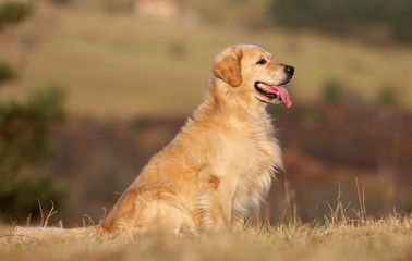 golden retriever assis de profil immobile © CallallooFred
