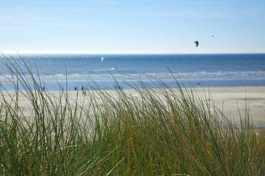 strandhafer an der nordsee