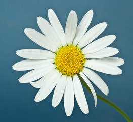 chamomile flower