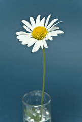 chamomile flower