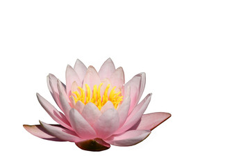 fleur de lotus