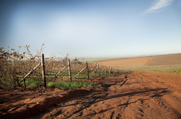 Dried autumn vineyards