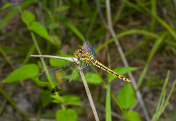 Dragonfly 33