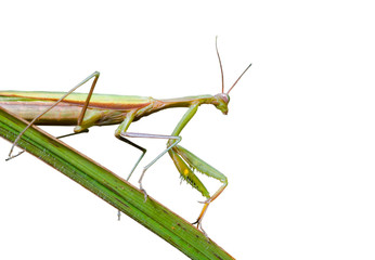 Mantis on grass-blade 1