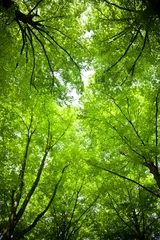 Foto op Plexiglas Tree canopy © satori
