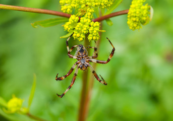 Spider on flowers 3