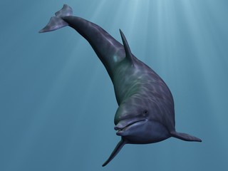 Delphin © Andreas Meyer