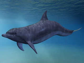 dolfijn © Andreas Meyer